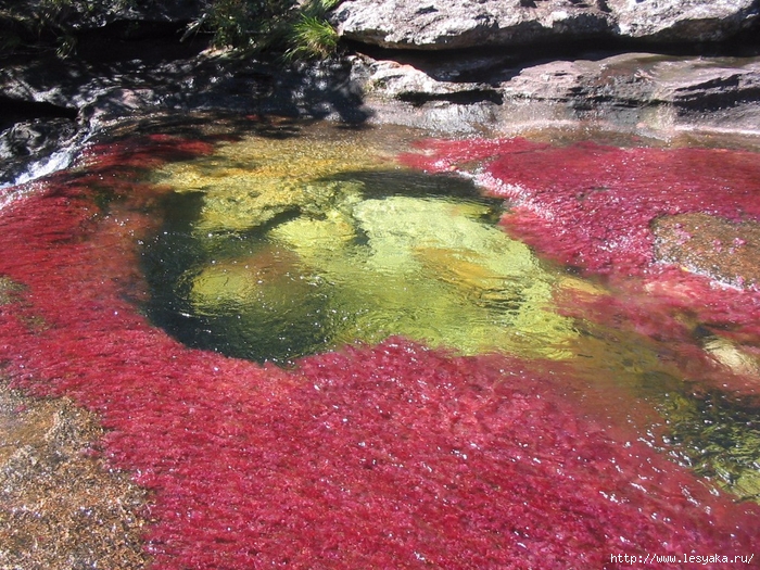 cano-cristales-004 (700x525, 410Kb)