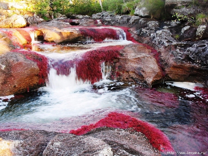 cano-cristales-006 (700x525, 408Kb)