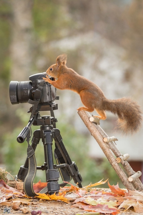 6108242_belka_geert_weggen_8 (466x700, 210Kb)