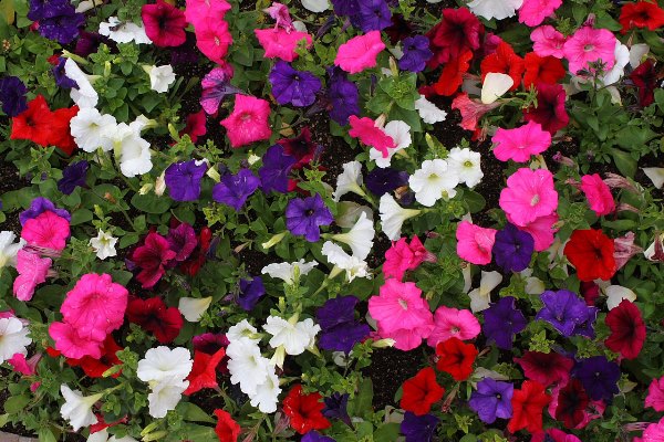 1493891088_5 (600x400, 103Kb)