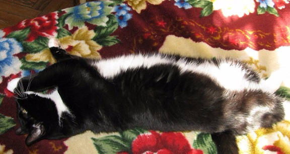 IMG_1606 (576x307, 216Kb)
