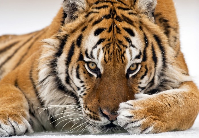 Виды тигров и другие интересные факты о могучем хищнике