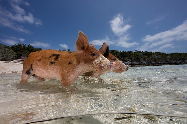 pigs-of-bahamas-95 (640x425, 89Kb)