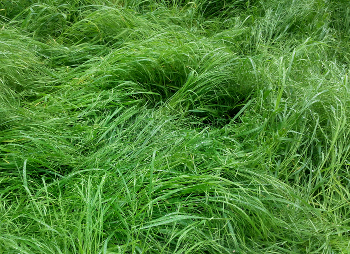 трава-мурава/683232_trava700 (700x507, 563Kb)