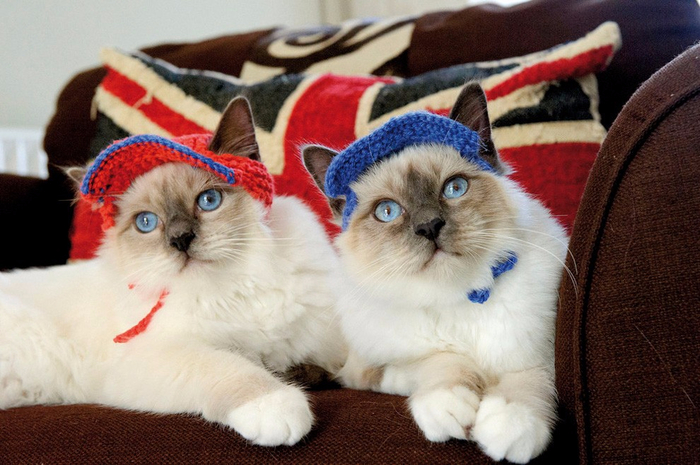 Cats_In_Hats_03 (700x465, 363Kb)