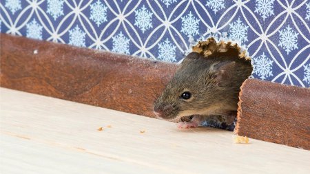 good-bait-choices-catching-mice_bc089a4adbf7e0e6 (450x253, 33Kb)