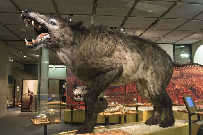 3509984_Andrewsarchus1 (700x464, 46Kb)