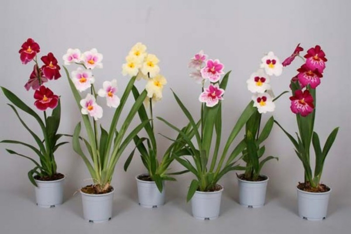 Интересные факты об орхидеях