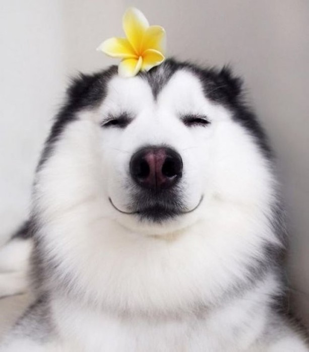 Мару - самый счастливый хаски в Instagram