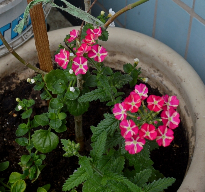 3821971_DSC_0123_1 (700x655, 338Kb)