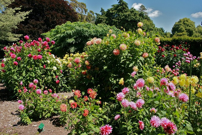 Ботанический сад в Крайстчерче, Новая Зеландия