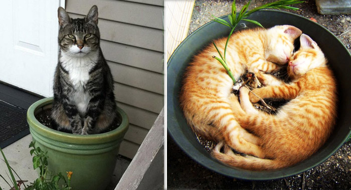 cat-in-flowerpot-coverimage (700x378, 103Kb)