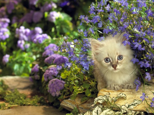 pic (3) (640x480, 79Kb)
