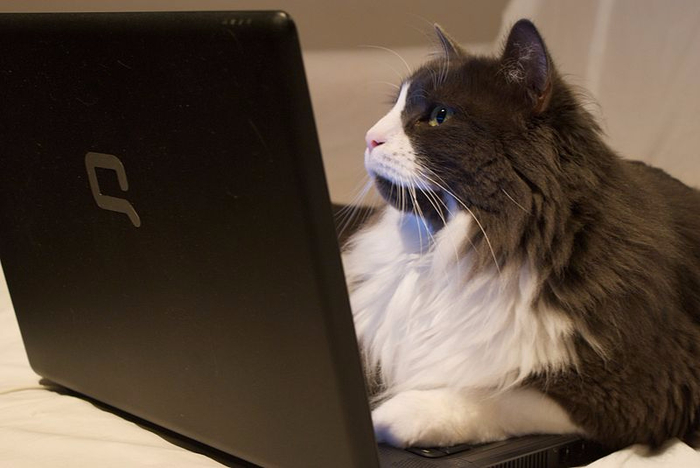800px-Cat_on_laptop_-_Just_Browsing (700x468, 217Kb)