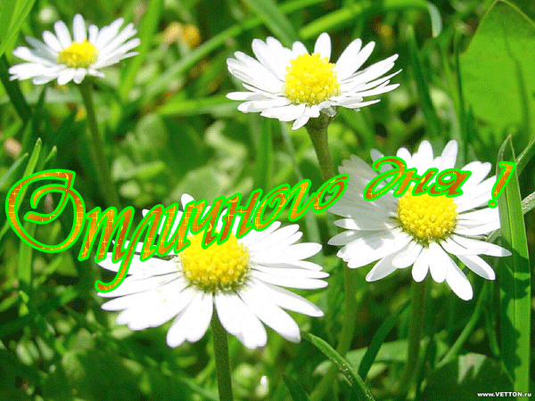 3470549_den11_ (600x450, 193Kb)