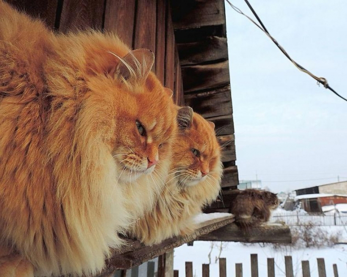 Кошландия, огромне сибирские коты4 (700x559, 376Kb)