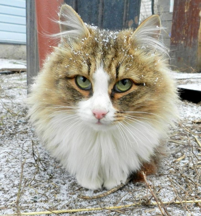 Кошландия, огромне сибирские коты6 (650x700, 485Kb)
