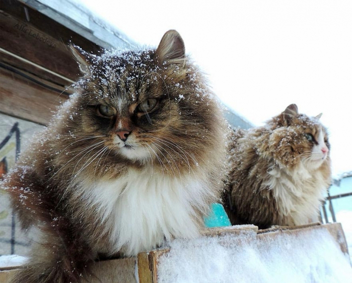 Кошландия, огромне сибирские коты8 (700x562, 367Kb)