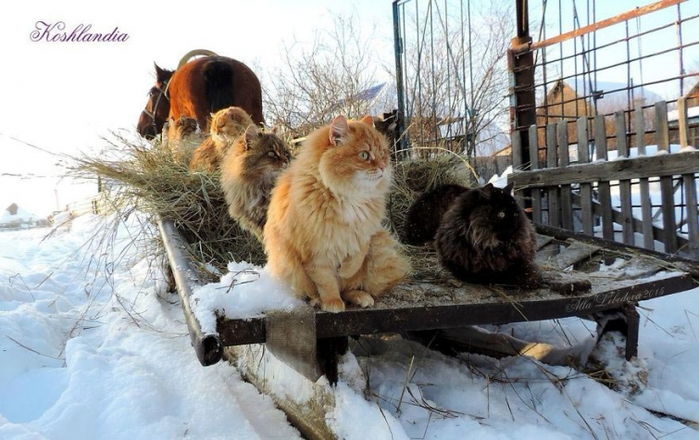 Кошландия, огромне сибирские коты10 (700x440, 340Kb)