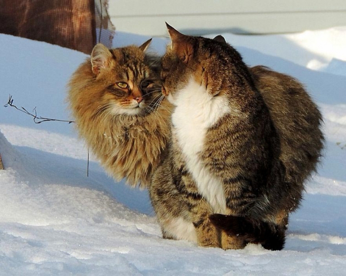 Кошландия, огромне сибирские коты14 (700x559, 370Kb)