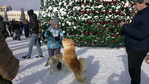 Превью 2017-12-24-4805 (700x393, 386Kb)