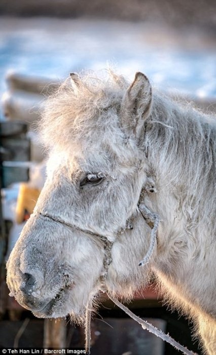 Уникальные якутские лошади могут выживать при экстремально низких температурах