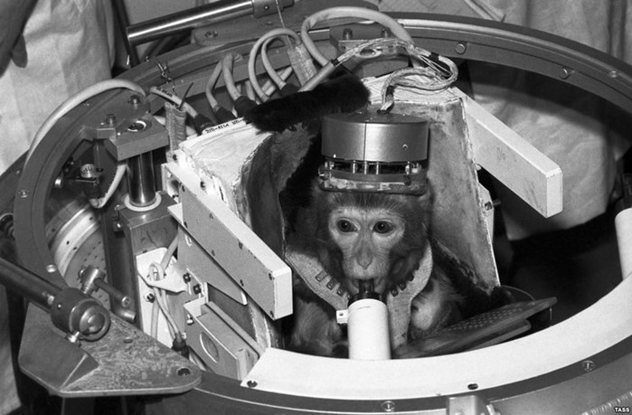 Почему американцы первой в космос запустили обезьяну