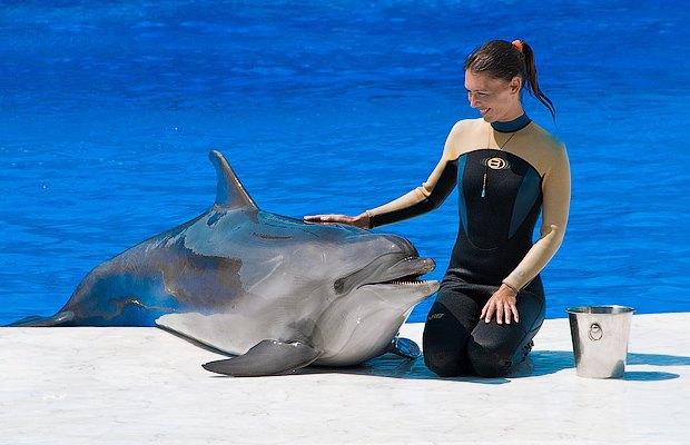 Занимательные факты о дельфинах, которые удивляют