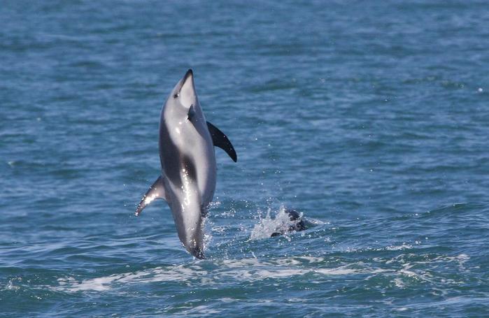 Занимательные факты о дельфинах, которые удивляют