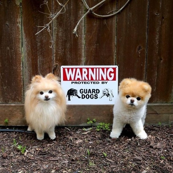 Осторожно! В этом посте жутко добрые собаки