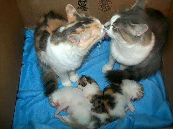 proud-cat-mommies-35__605 (605x454, 229Kb)