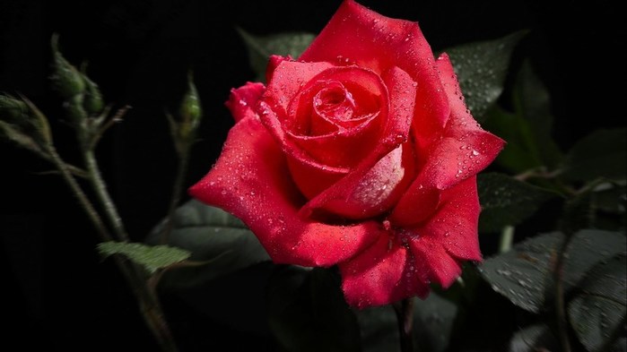 roses-wallpaper-hd-2 (700x393, 44Kb)