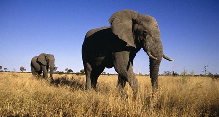 Самые большие животные: рекорды дикой природы