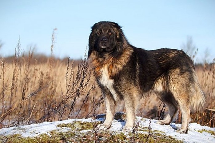 Самые большие собаки — 10 крупных пород