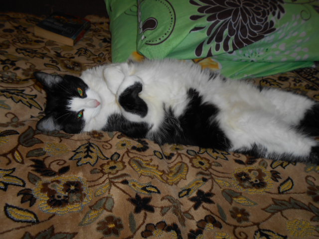 2627134_DSCN0518 (640x480, 130Kb)