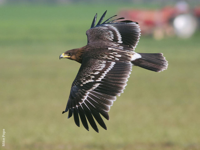 greater-spotted-eagle-juvenile-mp (700x525, 243Kb)