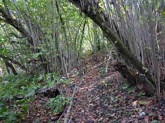 P1050993 (640x480, 264Kb)