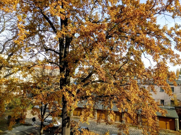 IMG_20181101_124148971~2 (700x525, 225Kb)