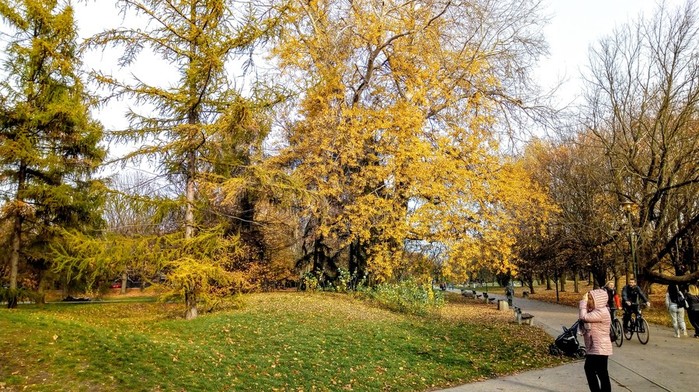 IMG_20181101_152013976~2 (700x392, 150Kb)
