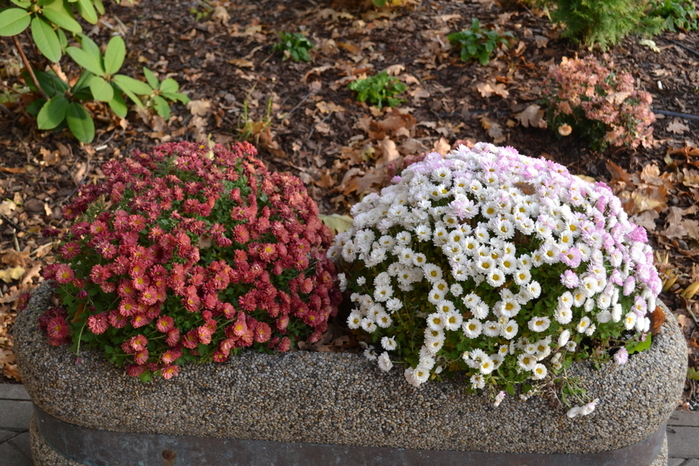 DSC_2956 (700x466, 370Kb)