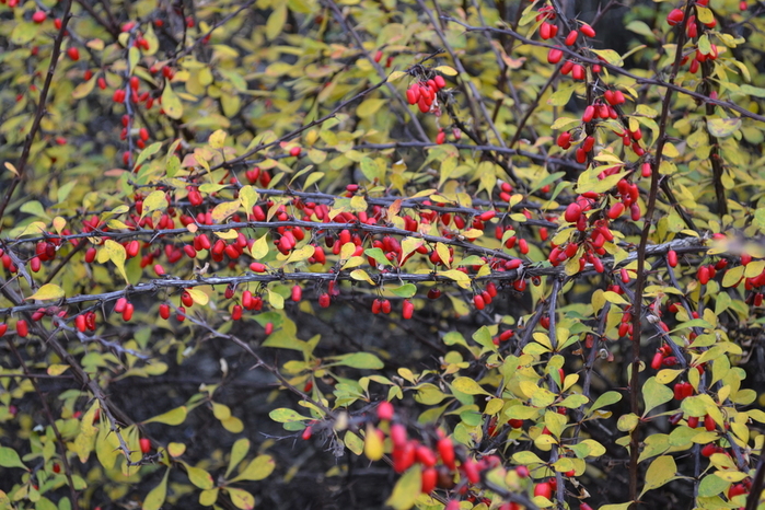 DSC_2938 (700x466, 353Kb)