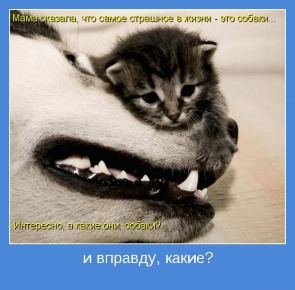 23231427_2034050513489572_1175455395854564759_n (600x591, 40Kb)