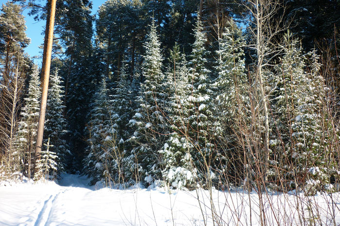 P1060698 (700x466, 620Kb)