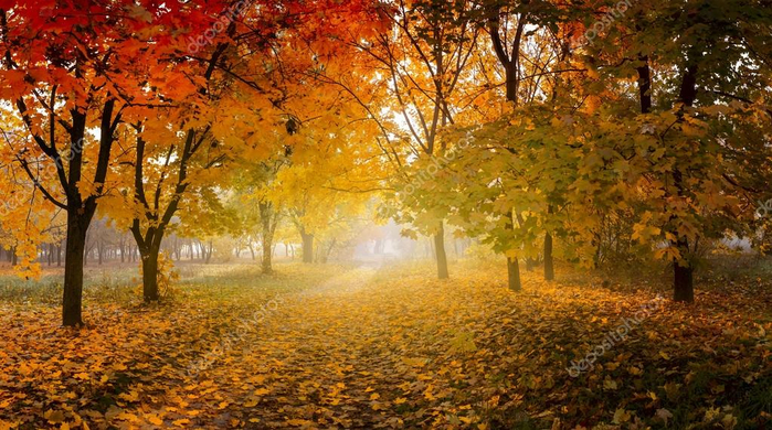 depositphotos_54385737-stock-photo-golden-autumn-in-sunny-forest (700x390, 459Kb)