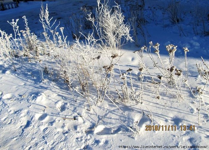 sharypovo_moroz 11.11.2018_3 (700x500, 302Kb)