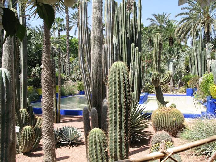 alt="   (Jardin Majorelle)   , "