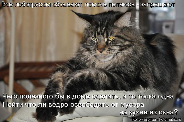kotomatritsa_Cl (700x464, 281Kb)