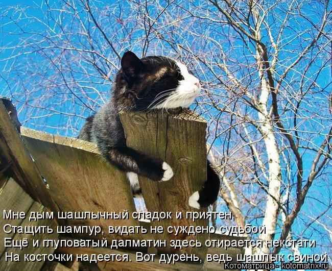 kotomatritsa_g (650x531, 466Kb)