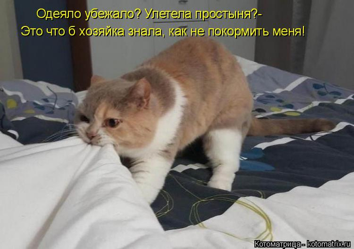kotomatritsa_s (700x491, 251Kb)