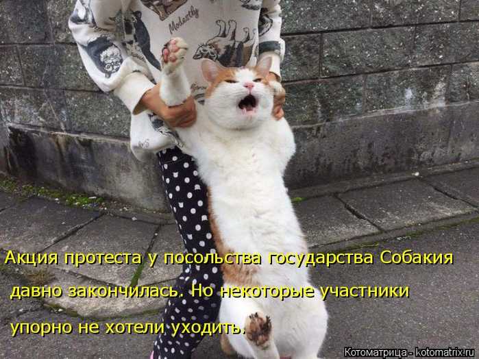 kotomatritsa_t (1) (700x524, 412Kb)